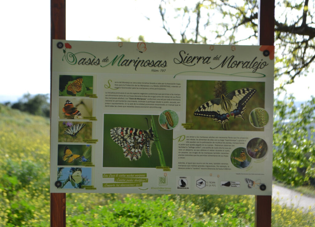 Nuevo Oasis de mariposas "Sierra del Moralejo"