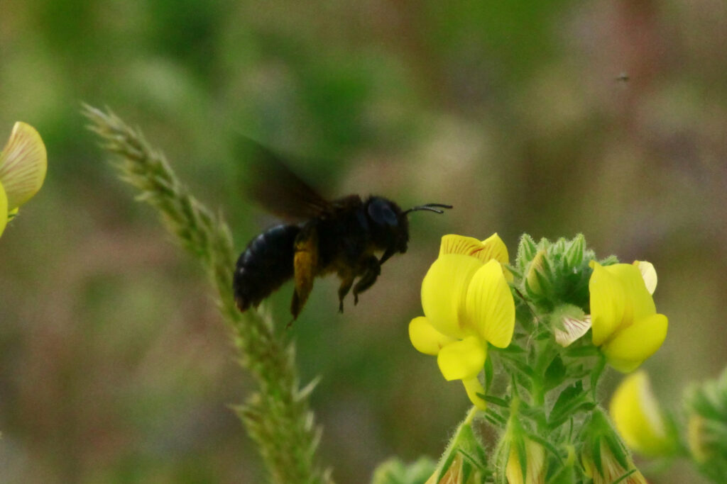 Xylocopa violacea