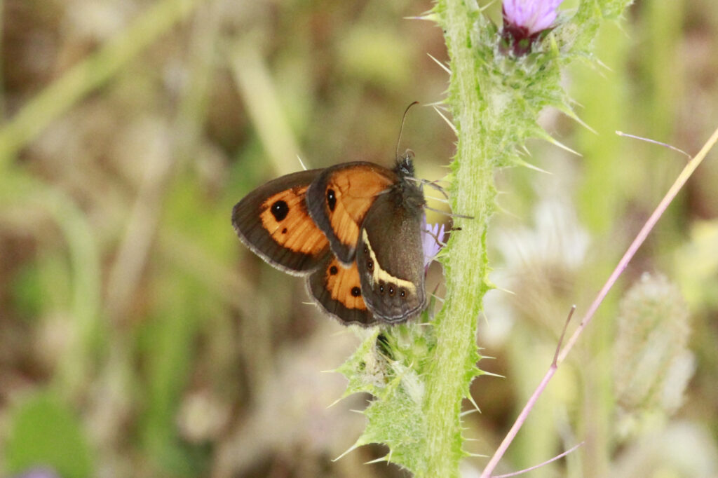 Pyronia bathseba