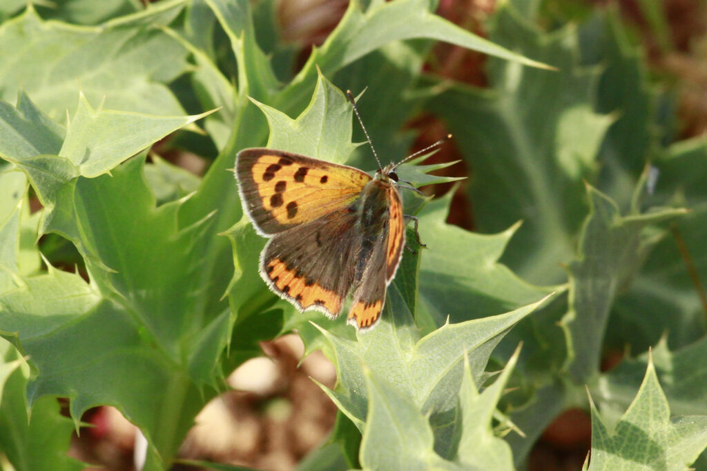 Lycaena phlaeas