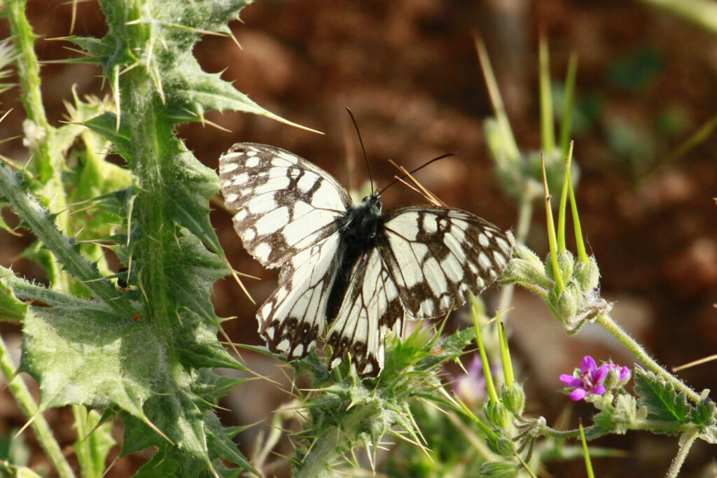 Melanargia occitanica