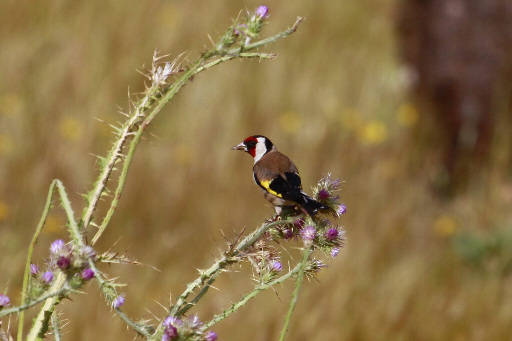 Carduelis carduelis