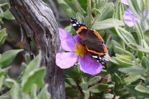 Vanessa atalanta