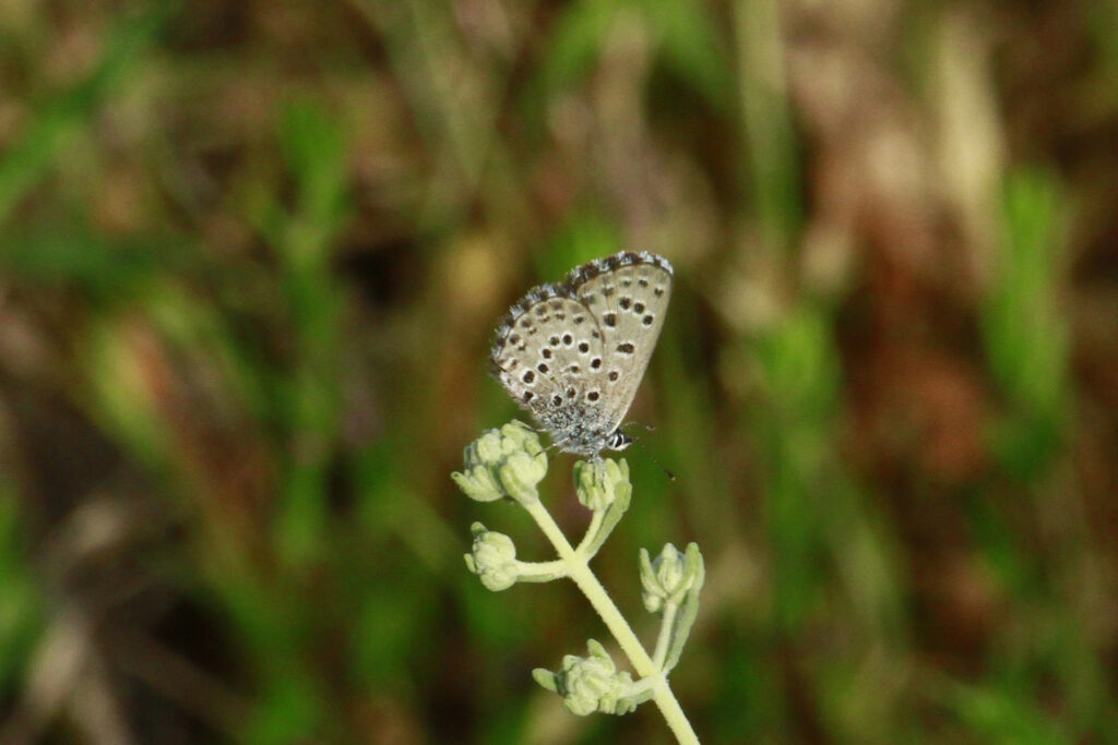 Pseudophilotes panoptes 1