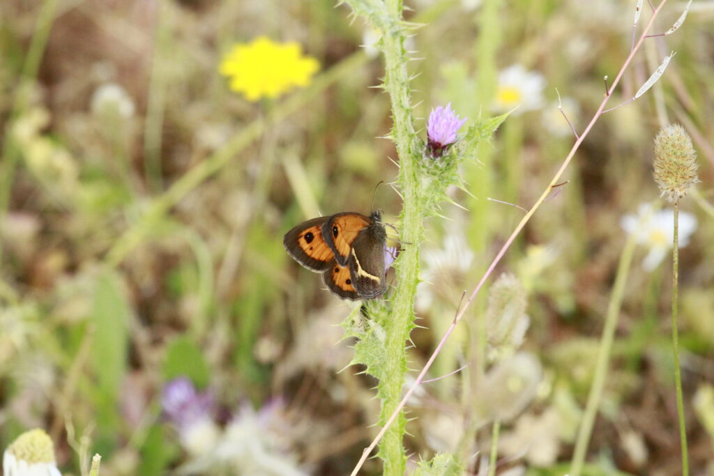 Pyronia bathseba