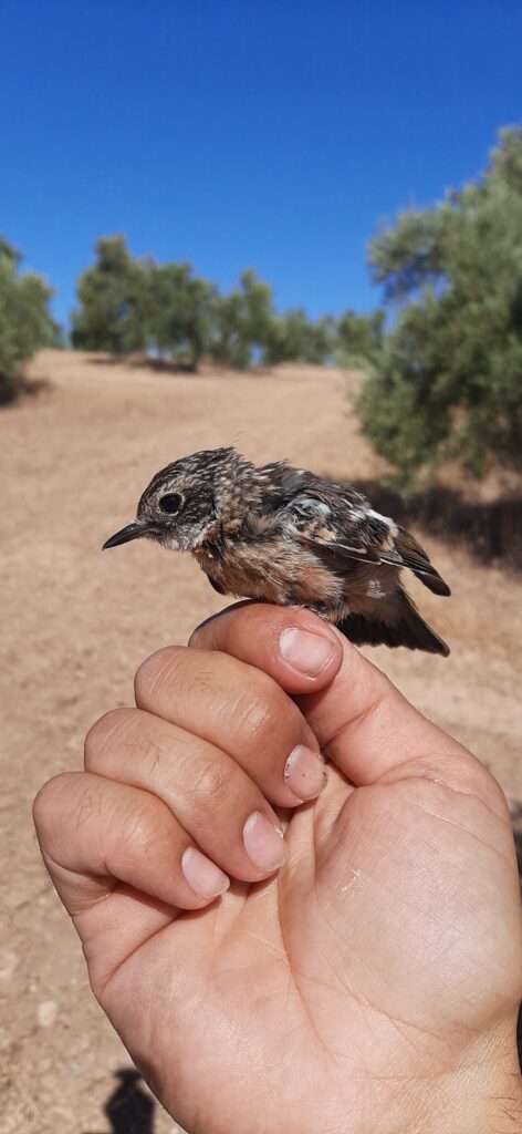 Tarabilla europea