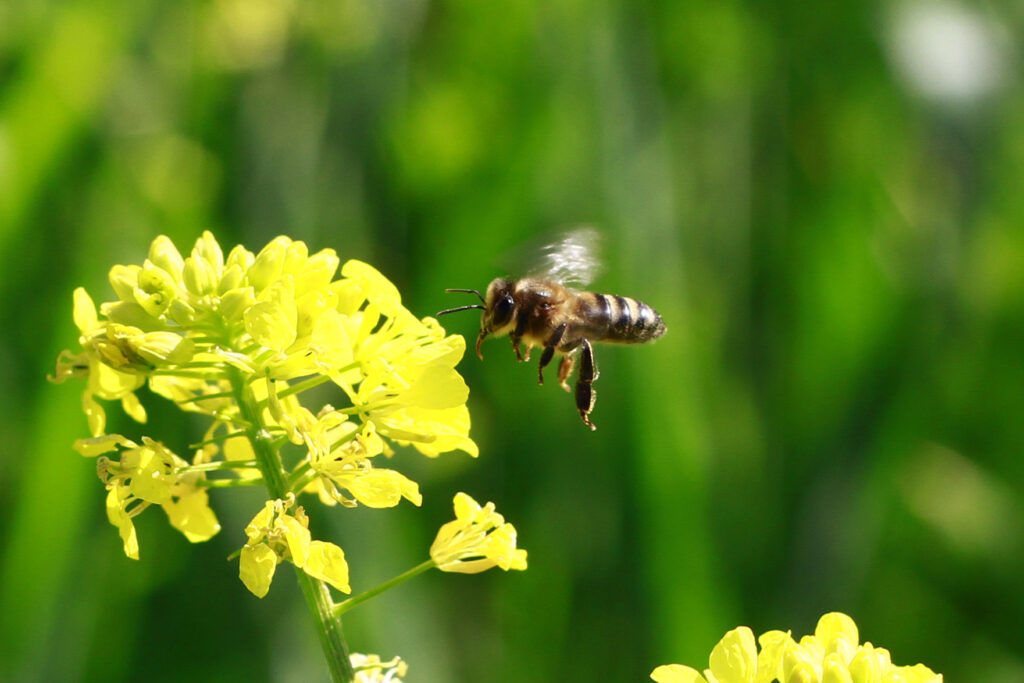 Abeja El Pájaro de la Miel