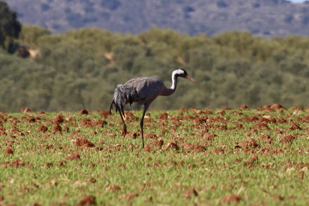 Grulla común