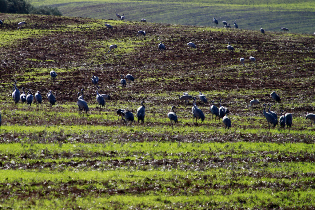 Grullas dormidero