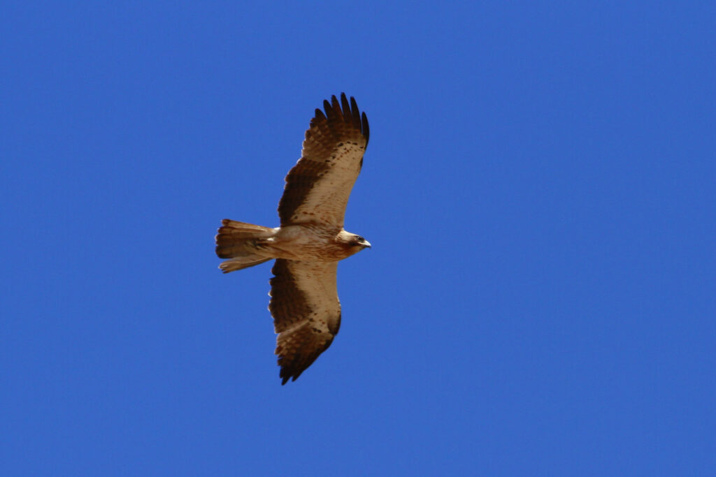 Águila calzada