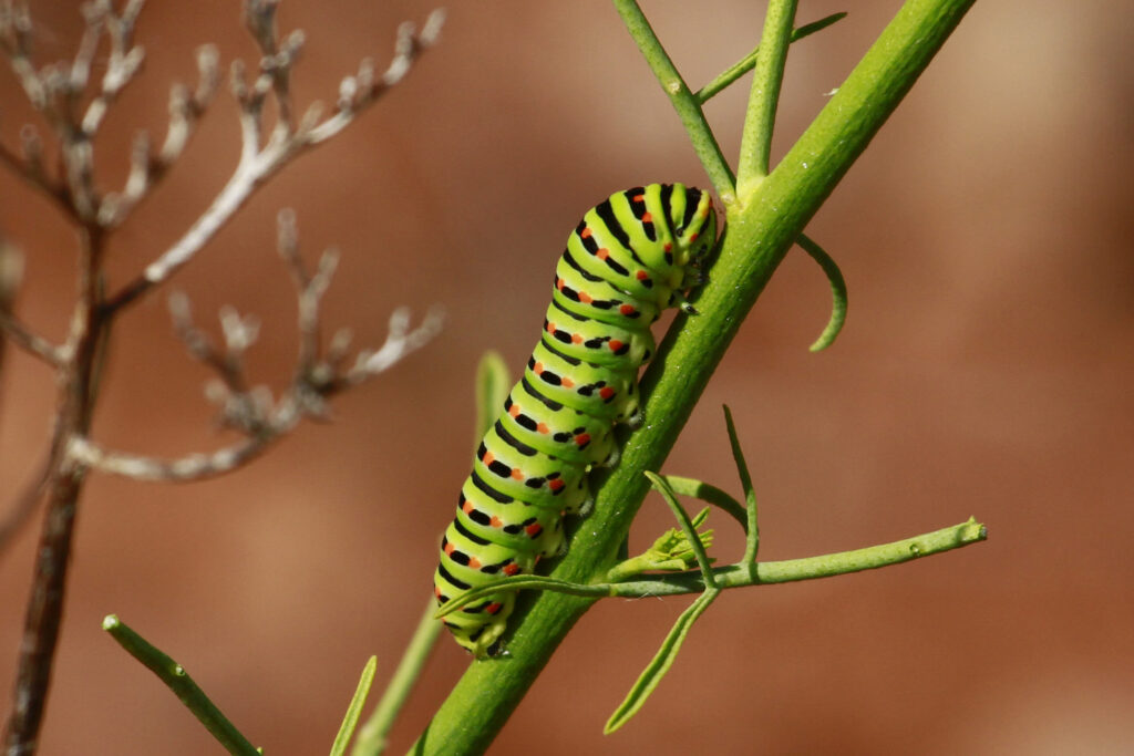 Larva de machaon