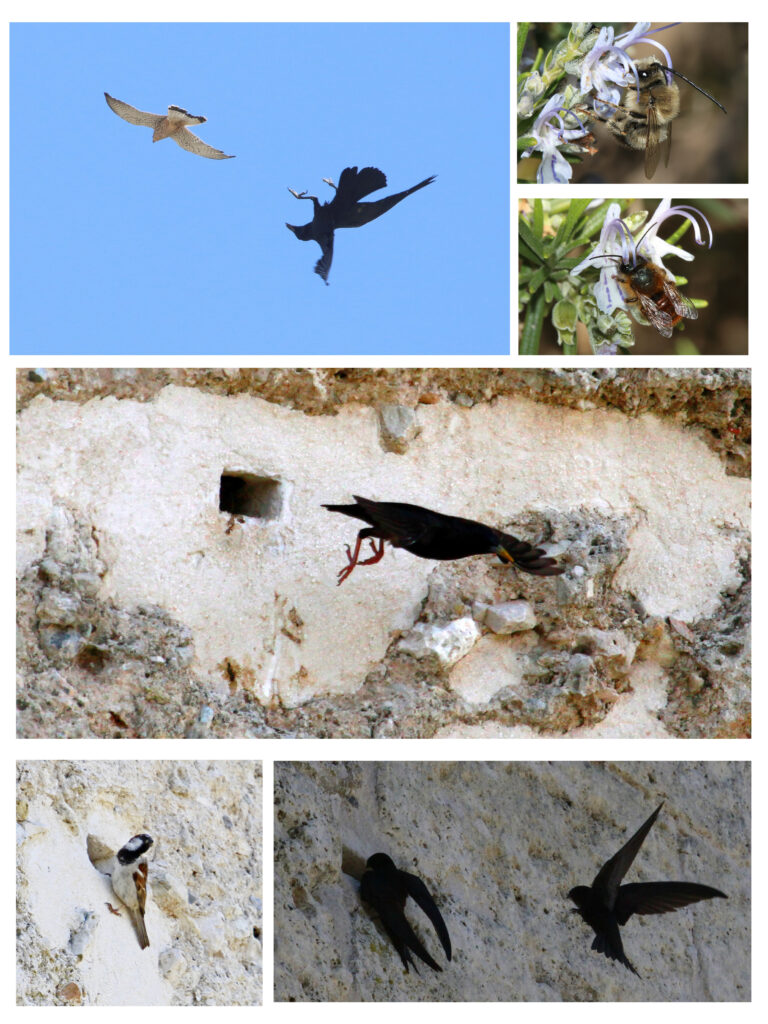 Fauna en la Torre del Homenaje