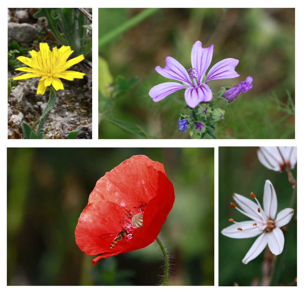 Flora en Estepa