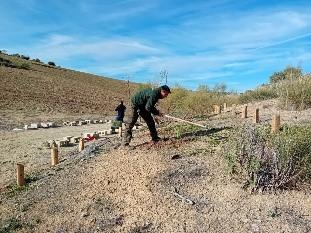 Reforestación en las Víboras