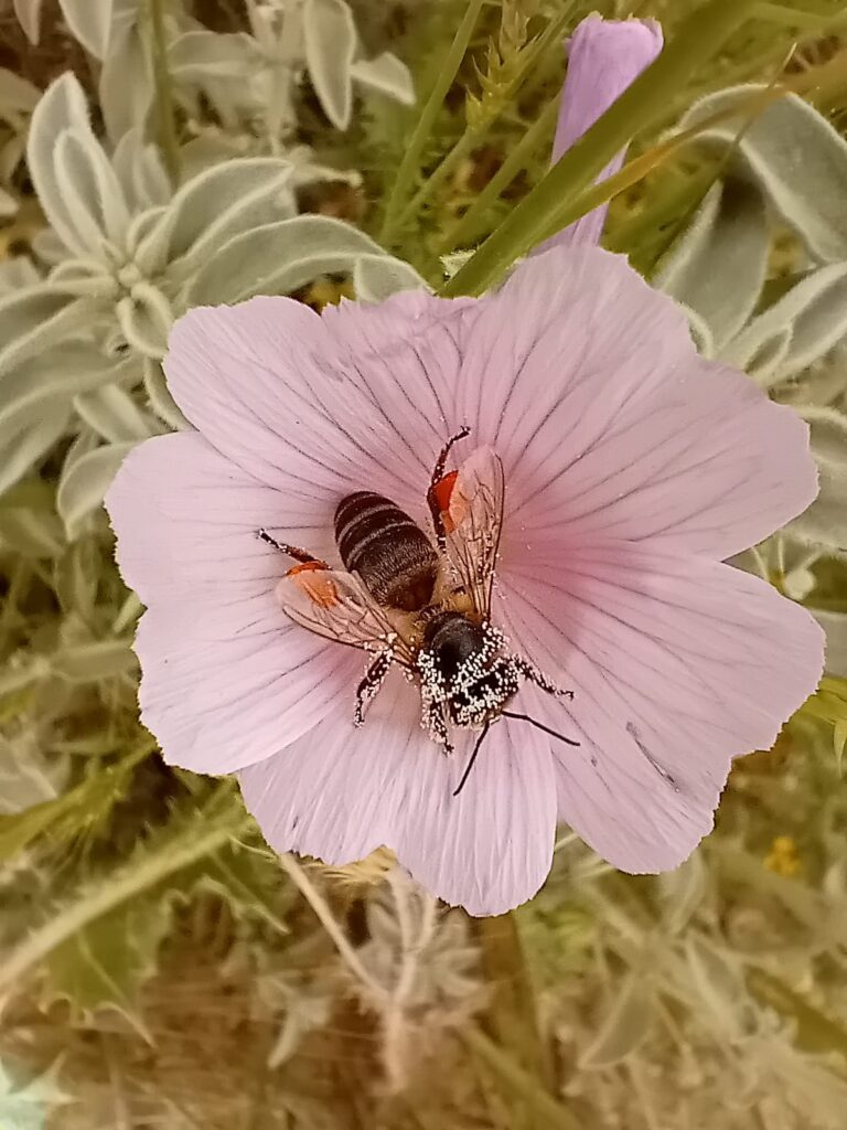 Abeja melífera